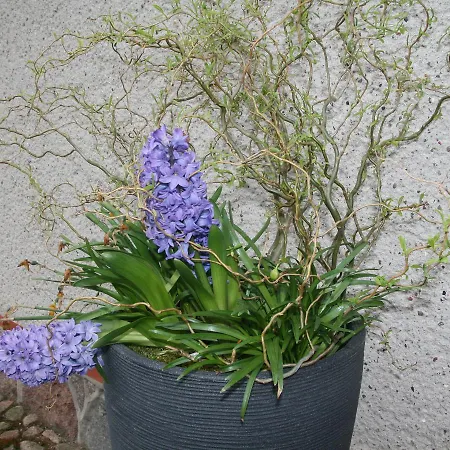 Cozy Mansion In Gersdorf Germany With Lovely Garden Semesterbostad